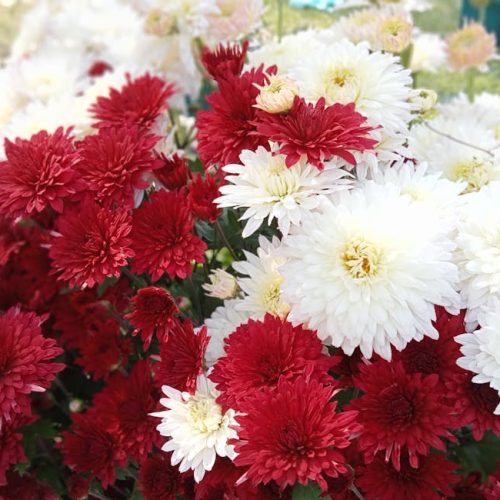 Guide: Amazon KDP vs. Gumroad: Which Platform Makes More Millionaires?