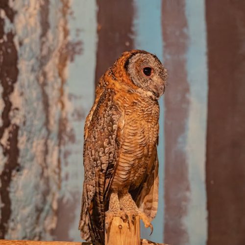 Guide: Productivity Hacks for Night Owls and Procrastinators